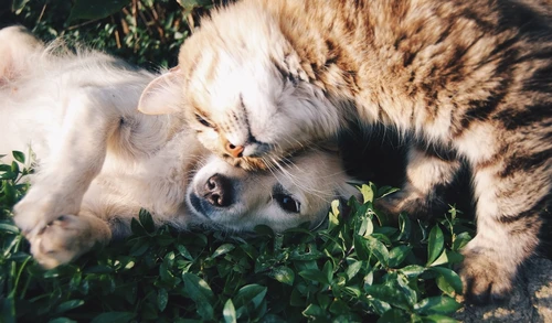 Dog with owner looking at insurance information